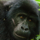 Illustration for article titled Chimps and gorillas need an Ebola vaccine too